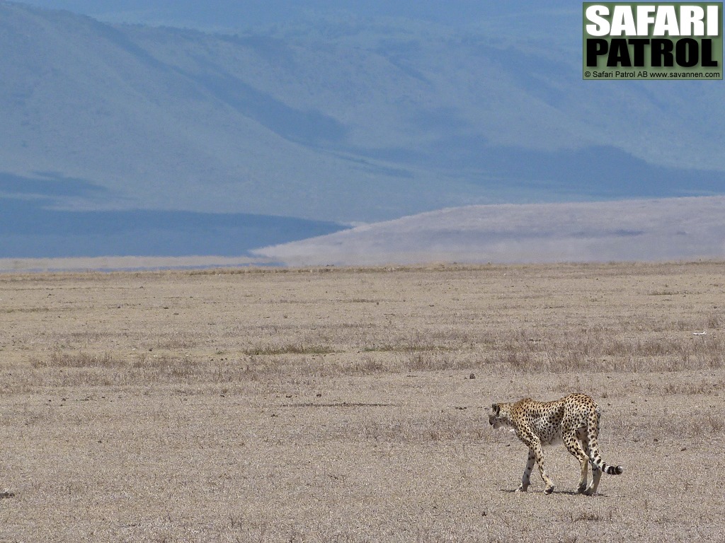 Gepard. (Ngorongorokratern, Tanzania)