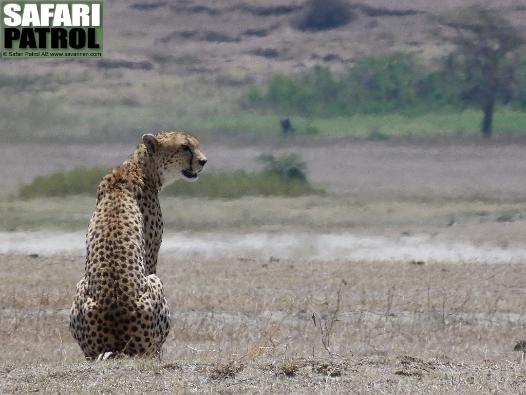 Gepard. (Ngorongorokratern, Tanzania)