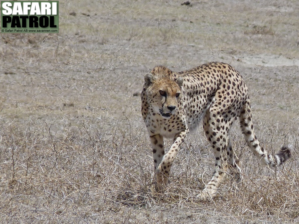 Gepard. (Ngorongorokratern, Tanzania)