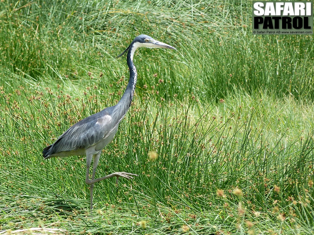 Svarthuvad hger. (Serengeti National Park, Tanzania)