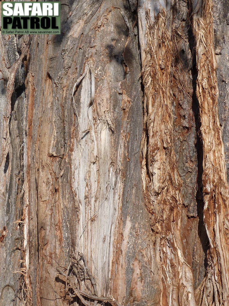 Trdstam III. Baobab. (Tarangire National Park, Tanzania)