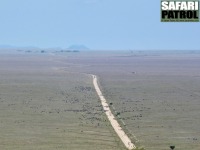 Zebror lngs vgen frn parkentrn vid Naabi Hill mot Simba Kopjes. (Sdra Serengeti National Park, Tanzania)