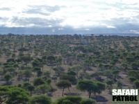 Tarangire National Park. (Tanzania)