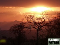 Solnedgng. (Tarangire National Park, Tanzania)