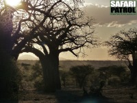 Baobabtrd (som ocks kallas apbrdstrd). (Tarangire National Park, Tanzania)