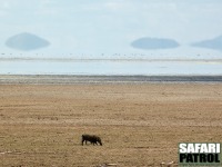 Ett ensamt vrtsvin i en torr milj. (Lake Manyara National Park, Tanzania)