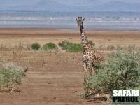 Giraff. (Lake Manyara National Park, Tanzania)