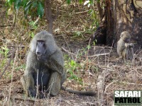 Babianer i vildmangoskogen. (Lake Manyara National Park, Tanzania)