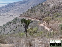 Den vstra nedfartsvgen (Seneto Descent Road) ned i kratern. (Ngorongorokratern, Tanzania)