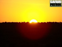 Gnuer i soluppgngen. (Sdra Serengeti National Park, Tanzania)