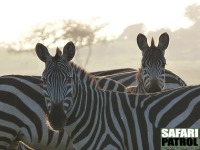 Zebror. (Serengeti National Park, Tanzania)