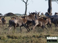 Skrmda gnuer och zebror. (Serengeti National Park, Tanzania)