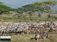 Gnuer och zebror. (Moru Kopjes i sdra Serengeti National Park, Tanzania)