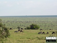 Migrationen. (Sdra Serengeti National Park, Tanzania)