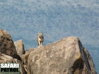 Lejon. (Moru Kopjes i sdra Serengeti National Park, Tanzania)