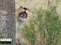 Lejon. (Serengeti National Park, Tanzania)