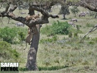 Lejon i trd. (Moru Kopjes i sdra Serengeti National Park, Tanzania)