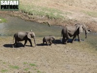 Elefanter sedda frn Tarangire Safari Lodge. (Tarangire National Park, Tanzania)
