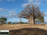 Baobabtrd. (Tarangire National Park, Tanzania)