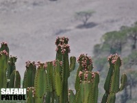 Euphorbia bussei p den vstra kratervggen. (Ngorongorokratern, Tanzania)