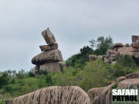 Stenformation. (Moru Kopjes i sdra Serengeti National Park, Tanzania)
