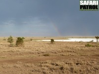 Torrt vid Lake Magadi/Lake Moru. (Sdra Serengeti National Park, Tanzania)