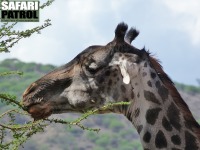 Nrbild av giraff. (Lake Manyara National Park, Tanzania)