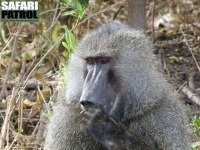 Babian. (Lake Manyara National Park, Tanzania)