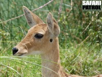 Rrbock. (Serengeti National Park, Tanzania)