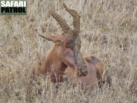 Topi. (Serengeti National Park, Tanzania)