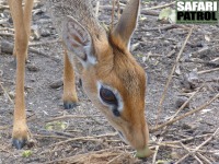 Dikdikantilop. (Tarangire National Park, Tanzania)