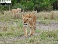 Lejon. (Seronera i centrala Serengeti National Park, Tanzania)