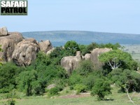 Lejon. (Moru Kopjes i sdra Serengeti National Park, Tanzania)