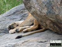 Lejon. (Serengeti National Park, Tanzania)