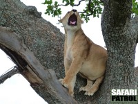 Lejon i trd. (Seronera i centrala Serengeti National Park, Tanzania)