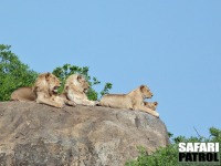 Lejon. (Moru Kopjes i sdra Serengeti National Park, Tanzania)