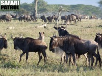 Hyena oroar gnuer. (Serengeti National Park, Tanzania)