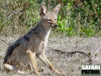 Svartryggad schakal. (Ngorongorokratern, Tanzania)