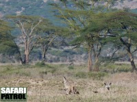 ronhundar. (Serengeti National Park, Tanzania)