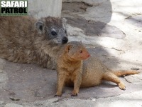 Klippgrvling (t v) och dvrgmangust. (Serengeti National Park, Tanzania)