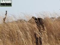 Afrikansk buffel i savanngrset. (Tarangire National Park, Tanzania)