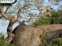 Babianer. (Moru Kopjes i sdra Serengeti National Park, Tanzania)