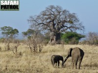 Elefanter och baobabtrd, tv typiska inslag i Tarangire. (Tarangire National Park, Tanzania)