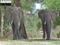 Elefanter. (Tarangire National Park, Tanzania)