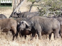 Afrikanska bufflar. (Tarangire National Park, Tanzania)