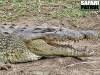 Nrbild p nilkrokodil. (Serengeti National Park, Tanzania)