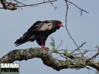 Gycklarrn. (Serengeti National Park, Tanzania)