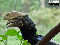 Silverkindad hornkorp. (Lake Manyara National Park, Tanzania)