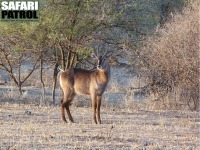 Vattenbock. (Tarangire National Park, Tanzania)