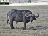 Afrikansk buffel. (Ngorongorokratern, Tanzania)